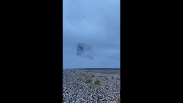 European Starling - ML650055100