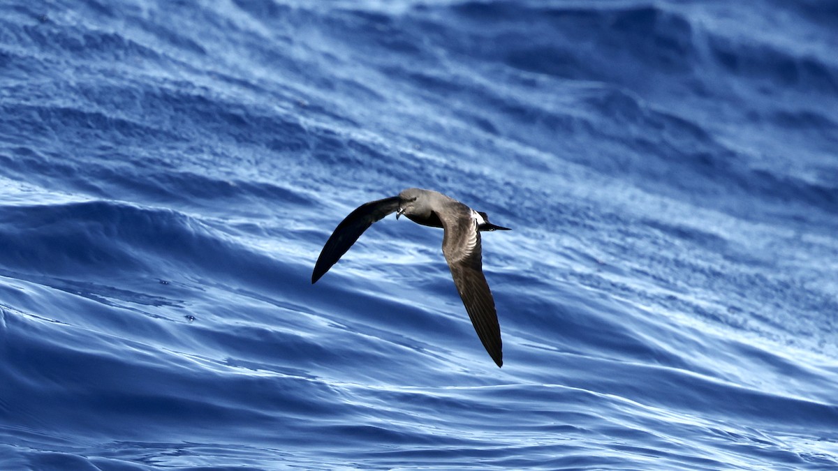 Océanite de Castro (forme de Castro) - ML650055266