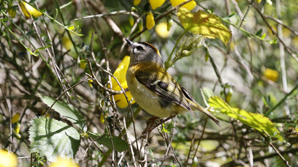 Roitelet de Madère - ML650055604