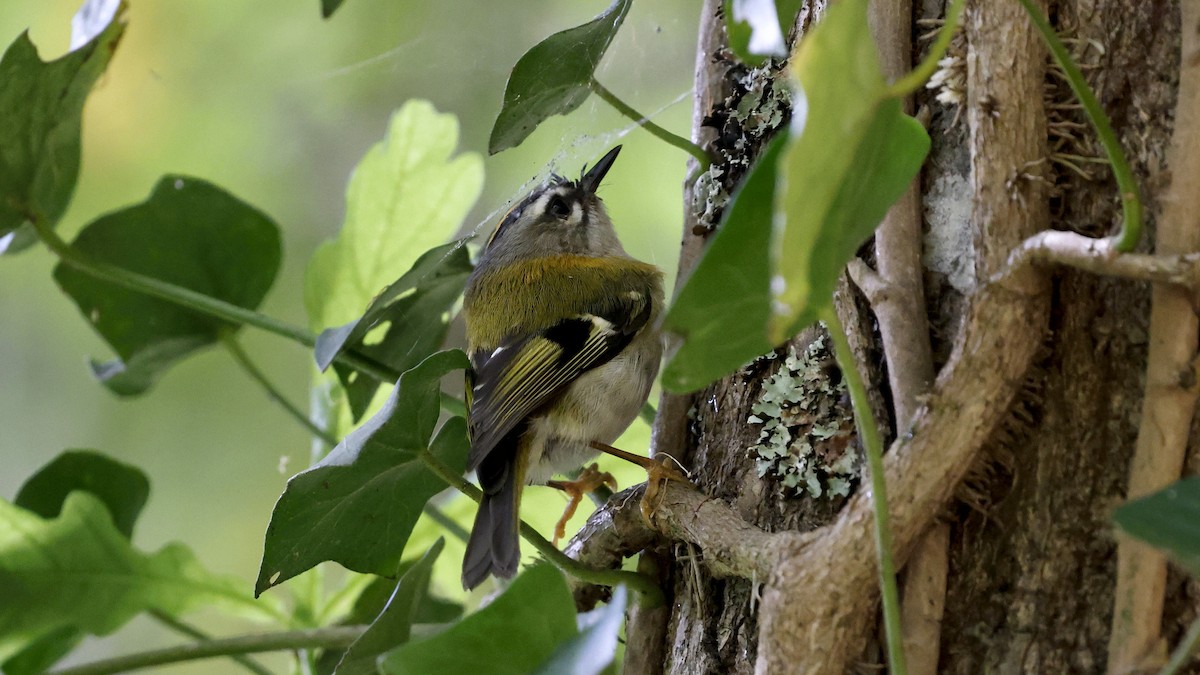 Roitelet de Madère - ML650055605