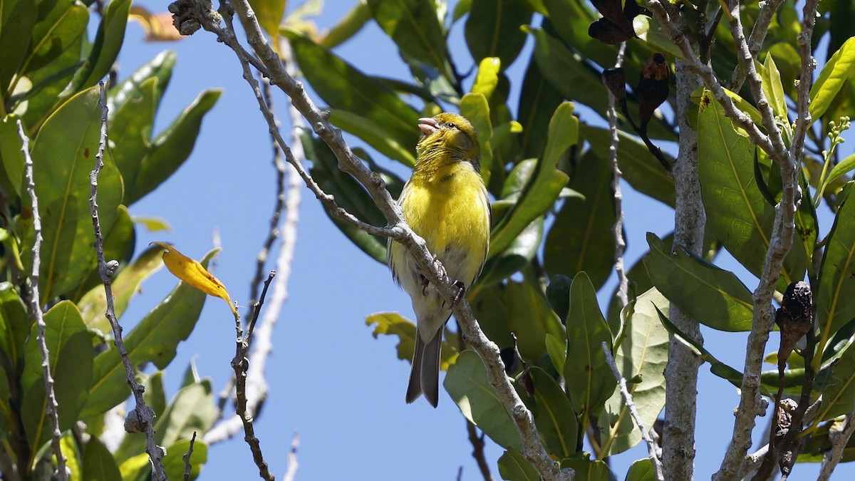 Serin des Canaries - ML650055614