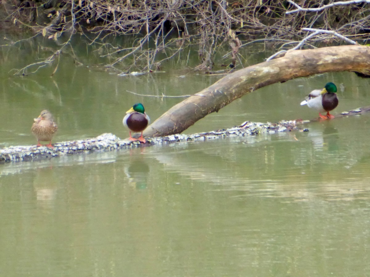 Mallard - ML650055668