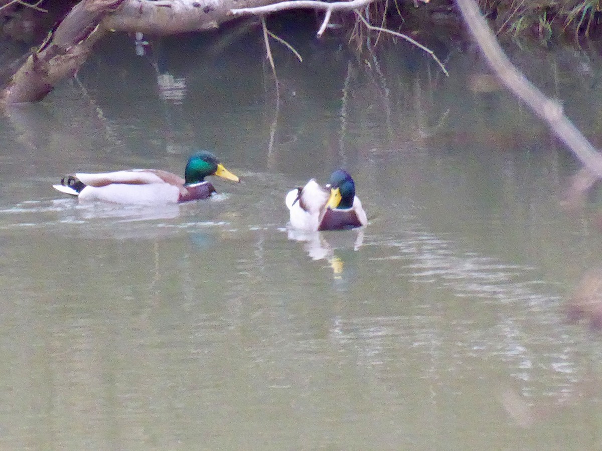 Mallard - ML650055670
