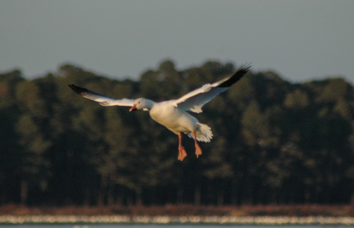 Snow Goose - ML650056082