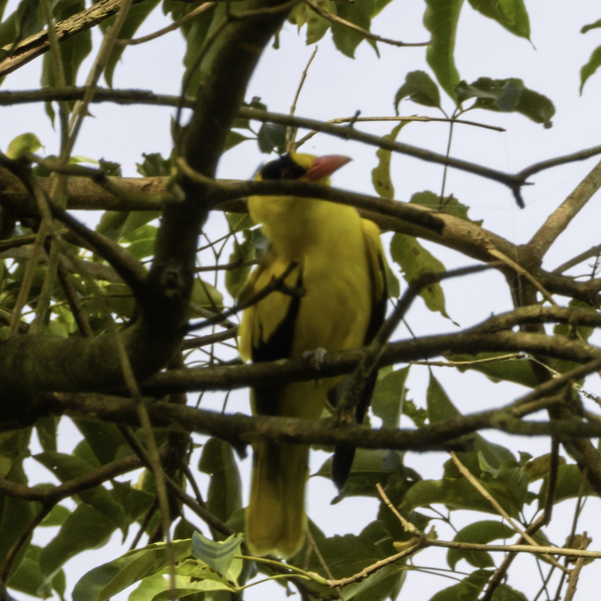 Black-naped Oriole (Philippine) - ML650056205
