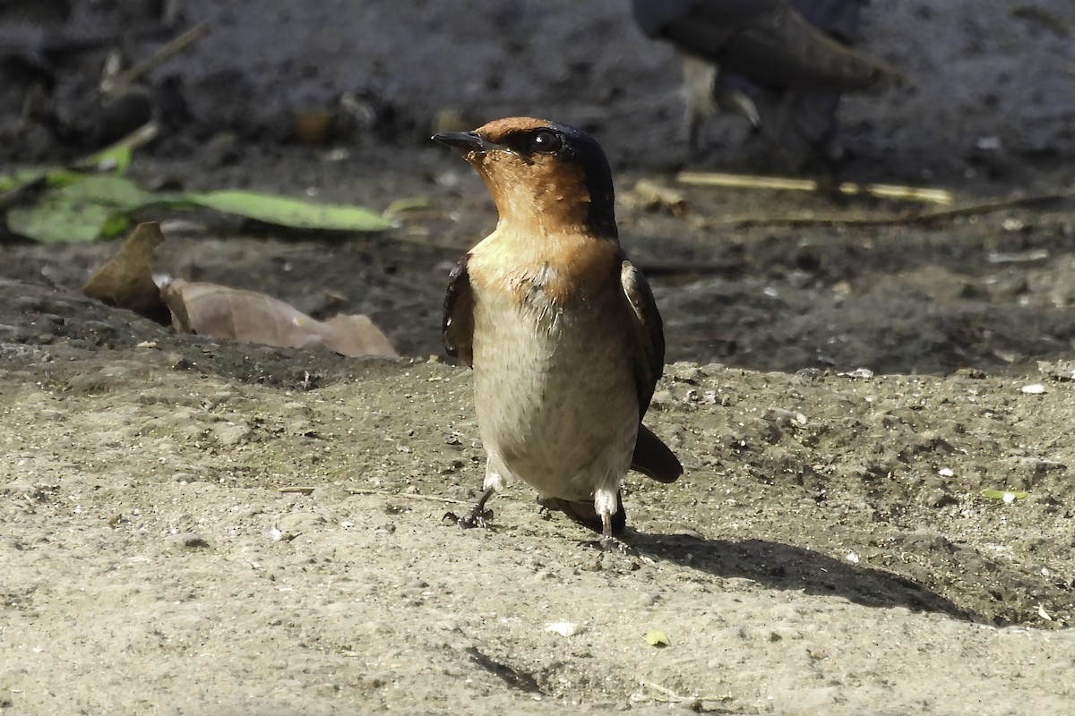 Pacific Swallow - ML650056235
