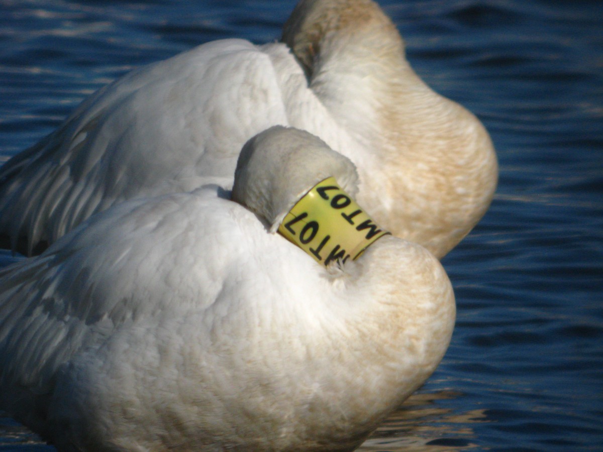 Snow Goose - ML650056269