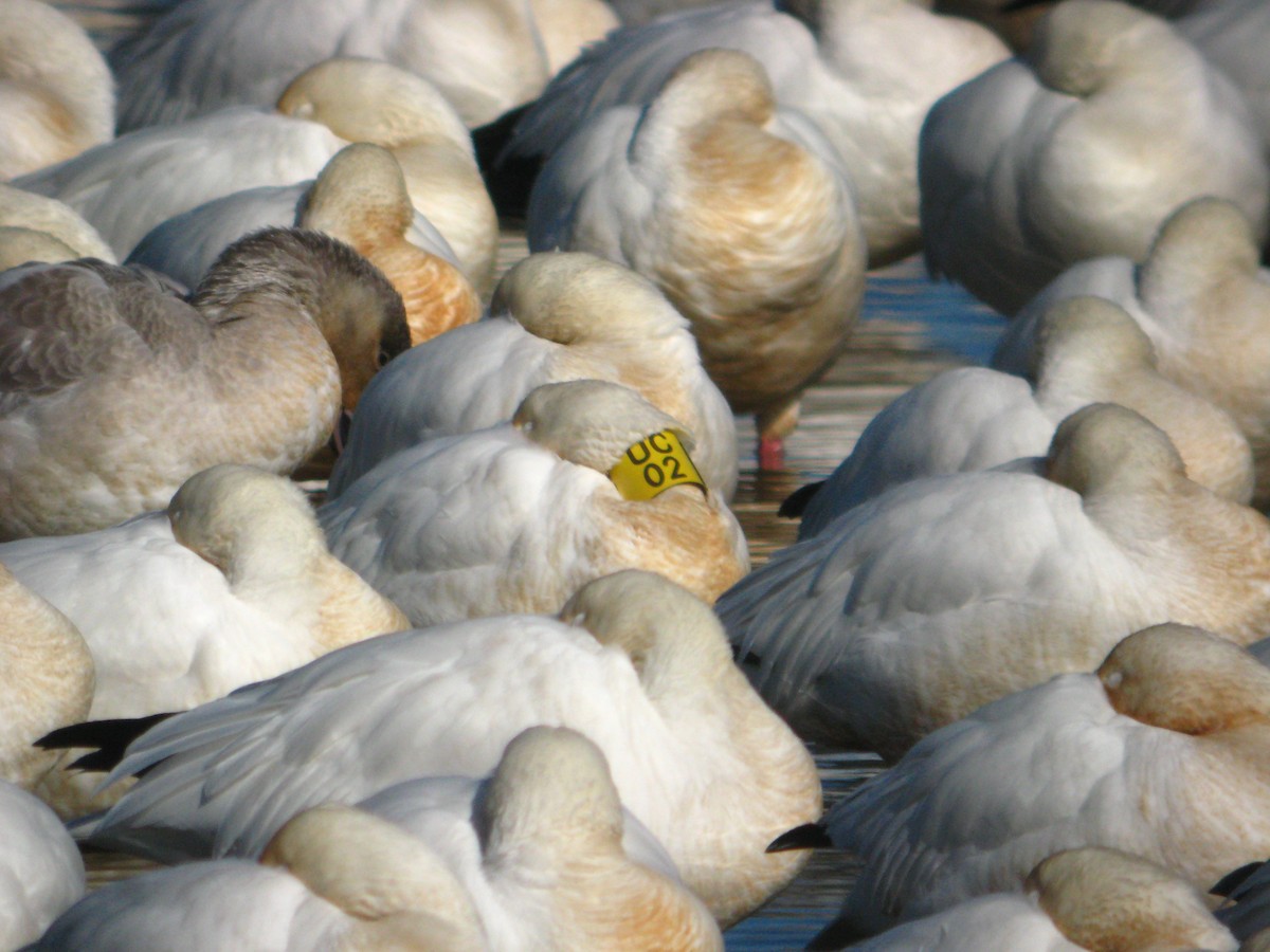 Snow Goose - ML650056270