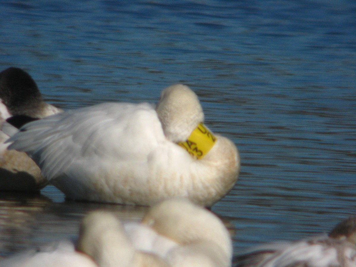 Snow Goose - ML650056272