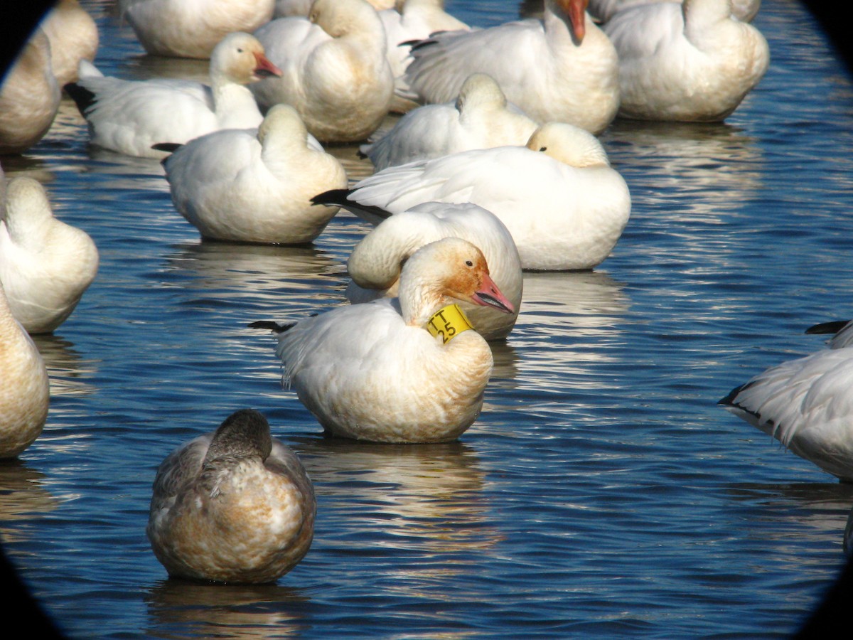 Snow Goose - ML650056273