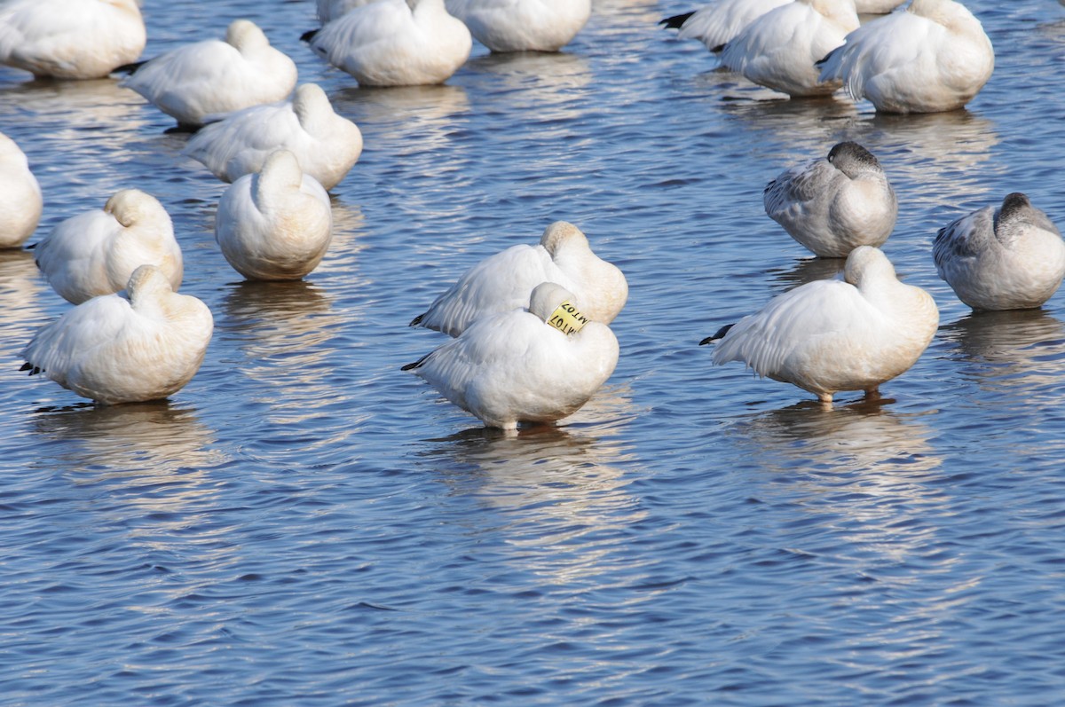 Snow Goose - ML650056274