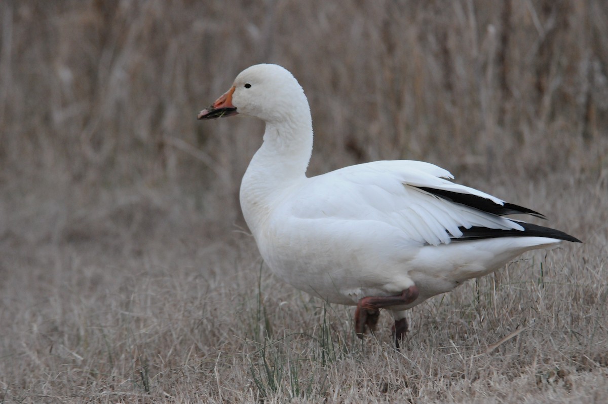 Snow Goose - ML650056275