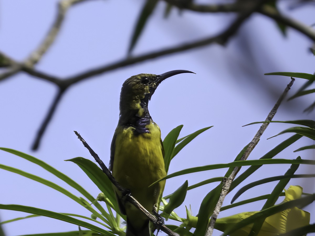 Garden Sunbird - ML650056350