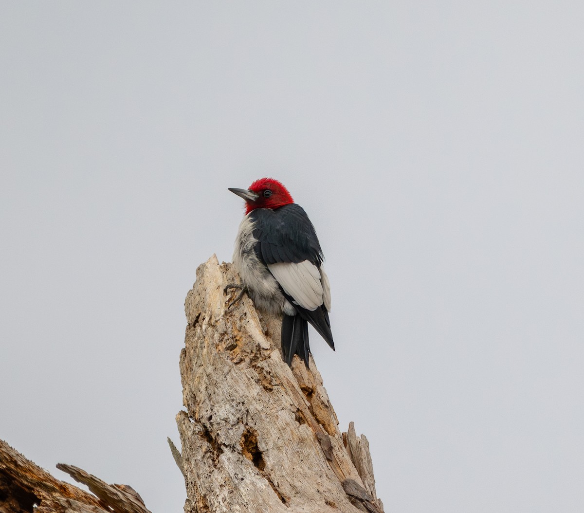 Red-headed Woodpecker - ML650056558