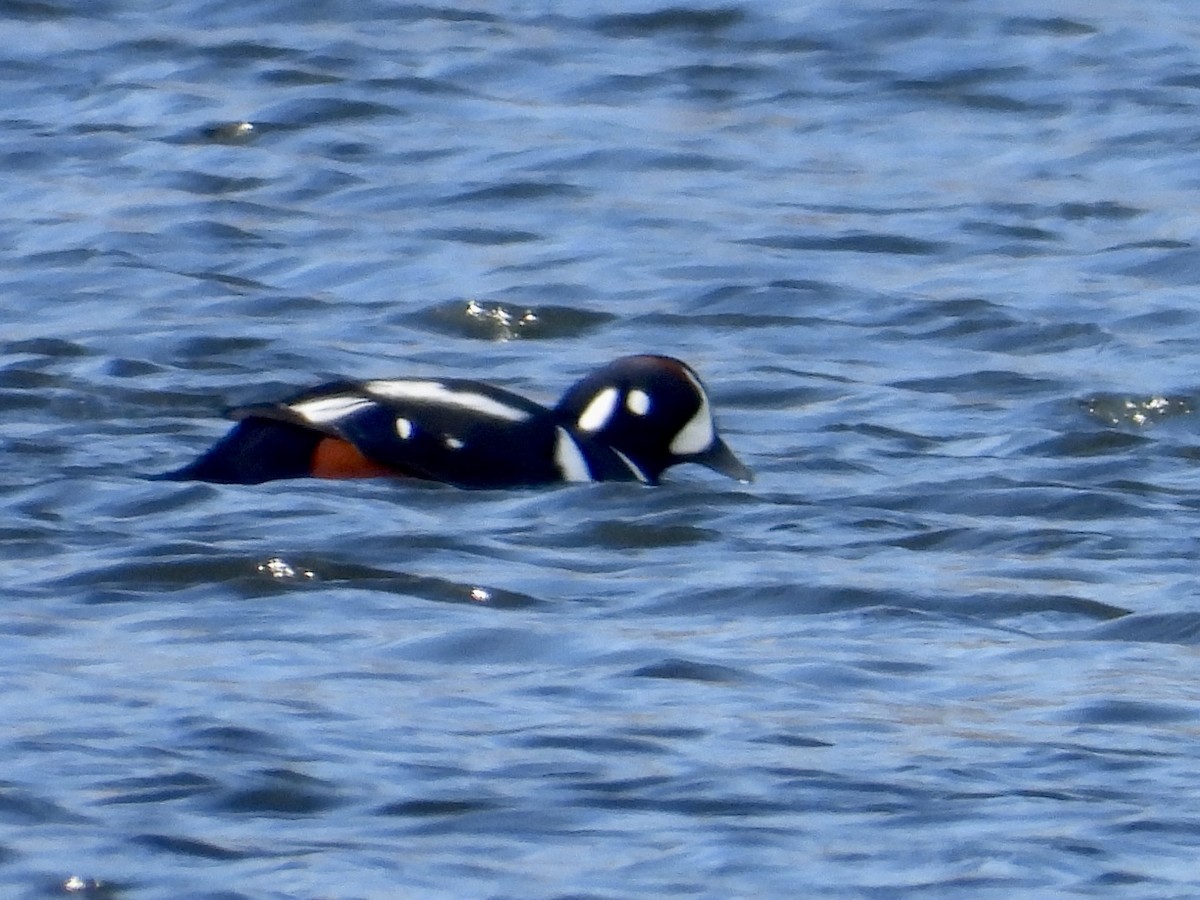 eBird Checklist - 1 Feb 2026 - Donald W. Barnes Boat Launch - 6 species