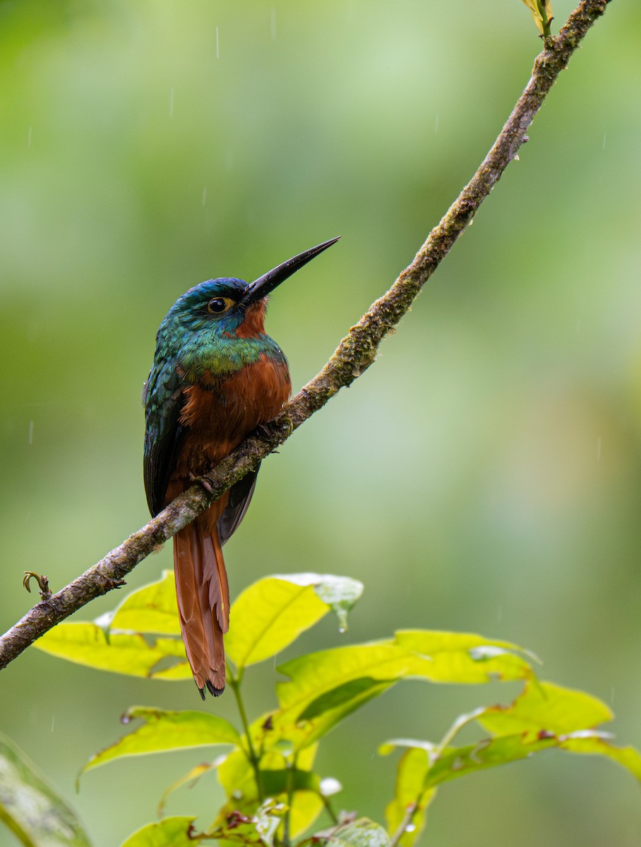 Coppery-chested Jacamar - ML650057526