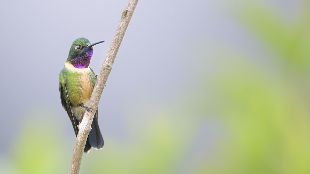 Amethyst-throated Sunangel - ML650057576