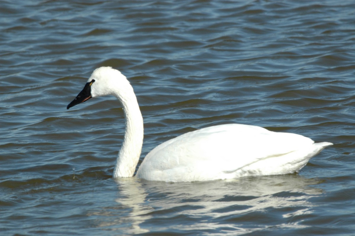 小天鵝 - ML650057920