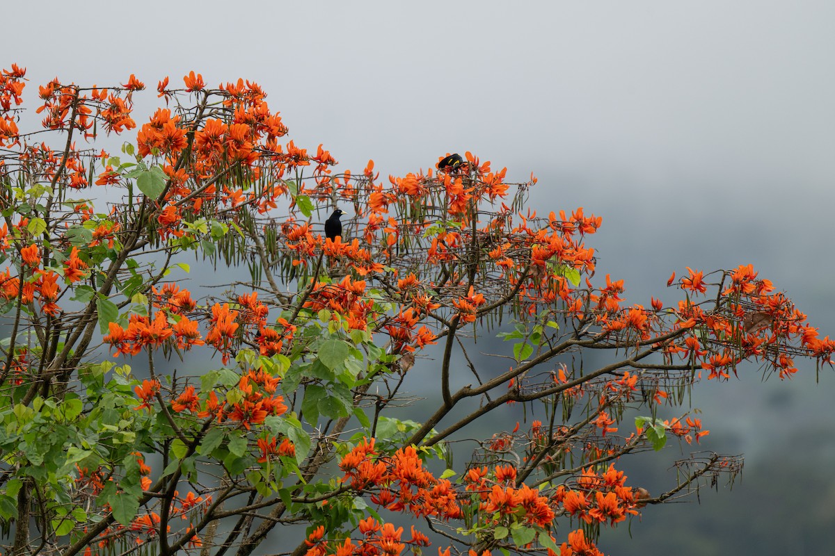 Yellow-rumped Cacique (Amazonian) - ML650058321
