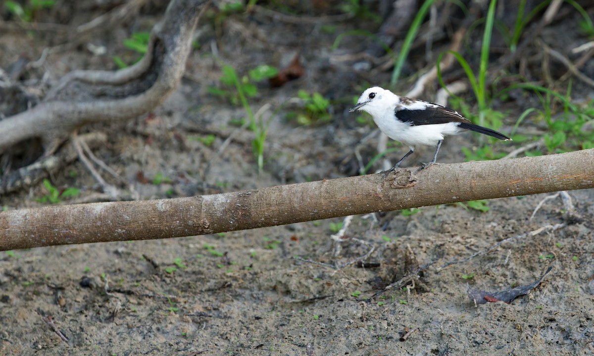 Pied Water-Tyrant - ML650059794
