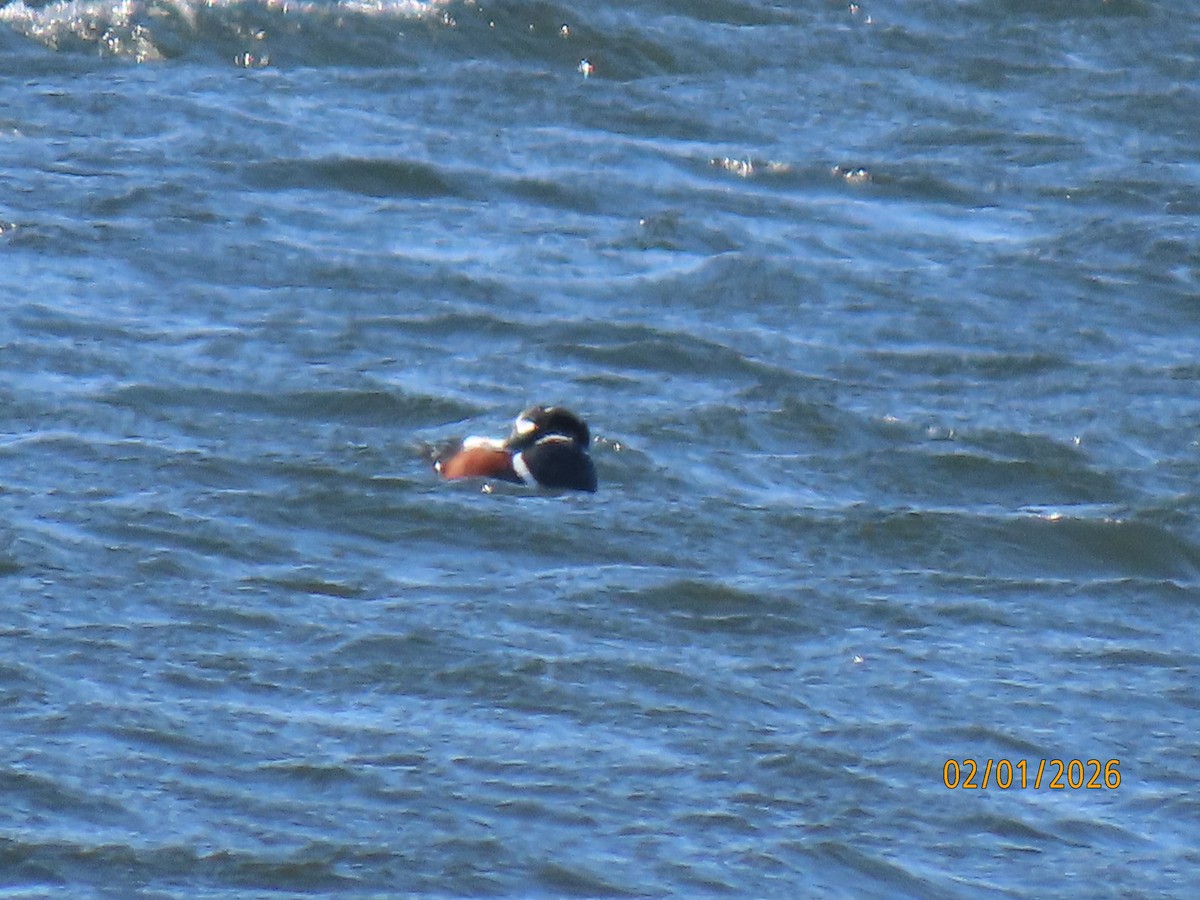 eBird Checklist - 1 Feb 2026 - Donald W. Barnes Boat Launch - 10 species