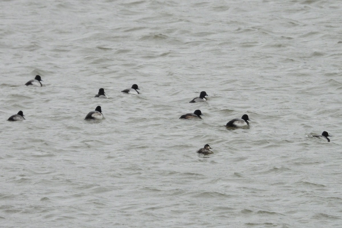 Fuligule milouinan - ML650060123