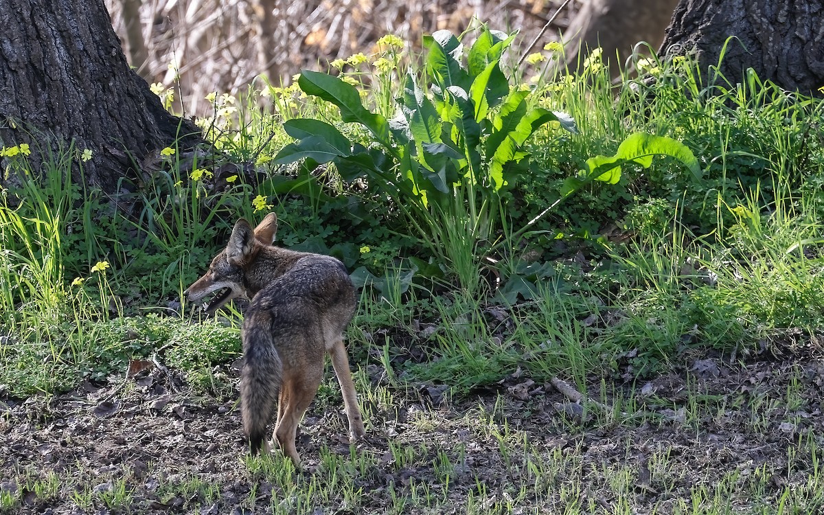 Coyote - ML650060562