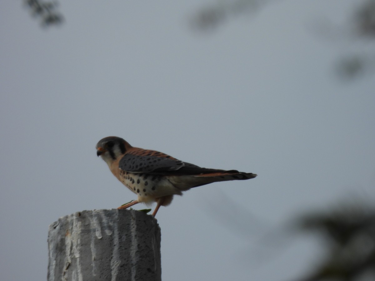 American Kestrel - ML650060575