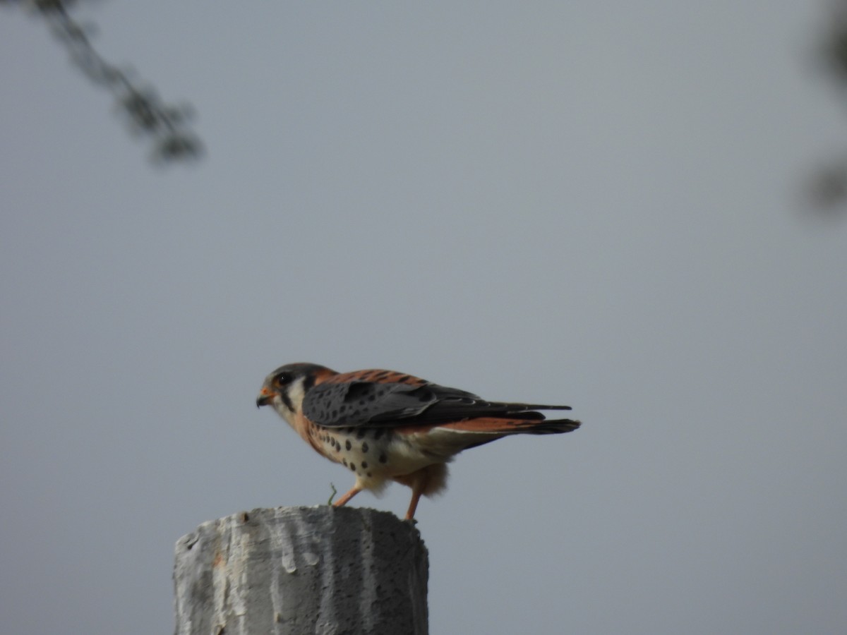 American Kestrel - ML650060579