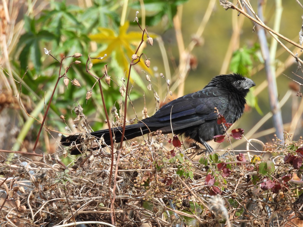 Groove-billed Ani - ML650060608