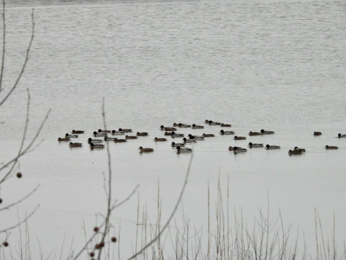 Canard colvert - ML650060635