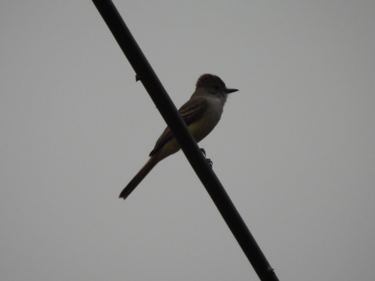 Dusky-capped Flycatcher - ML650060786