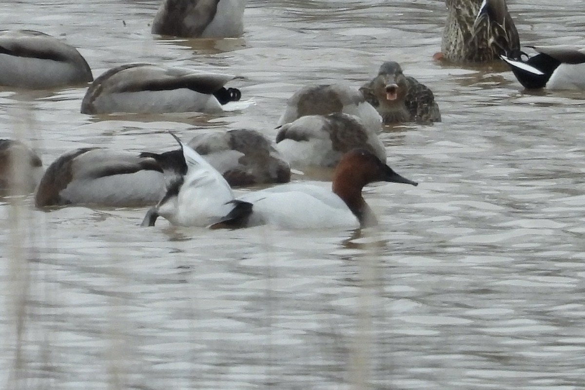 Fuligule à dos blanc - ML650060827