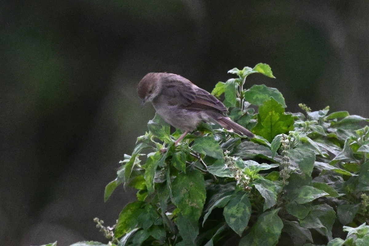 Rattling Cisticola - ML650060868