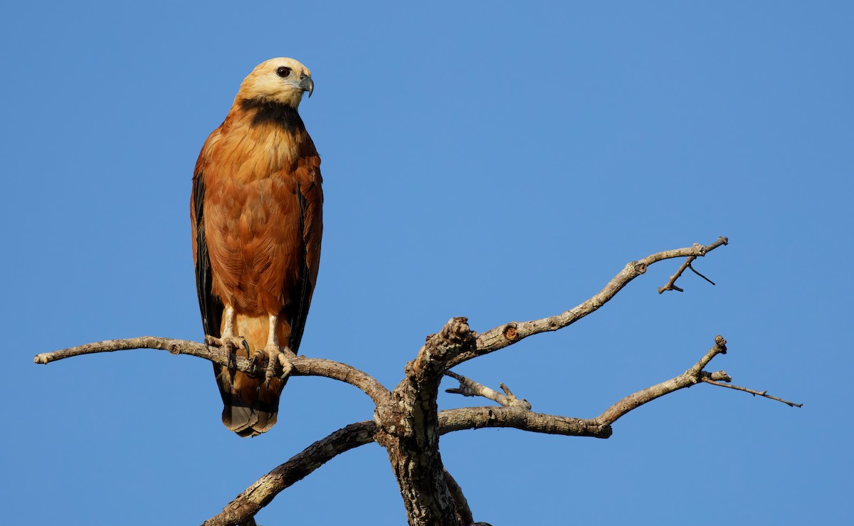 Black-collared Hawk - ML650060993