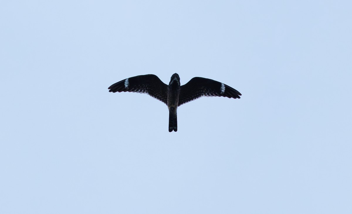 Lesser Nighthawk - ML650061016