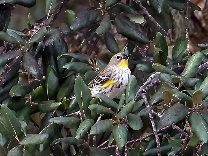Yellow-rumped Warbler - ML650061043