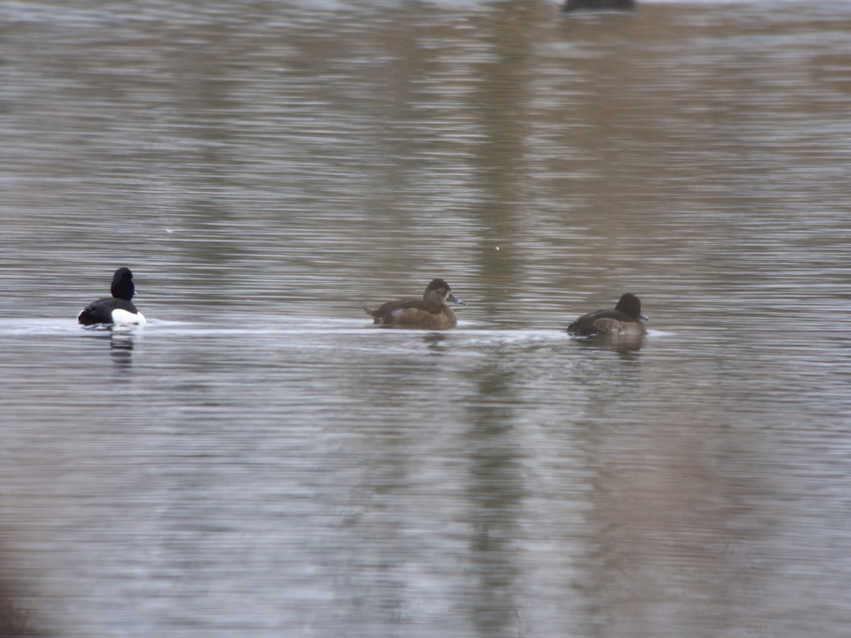 Moretta dal collare - ML650061250