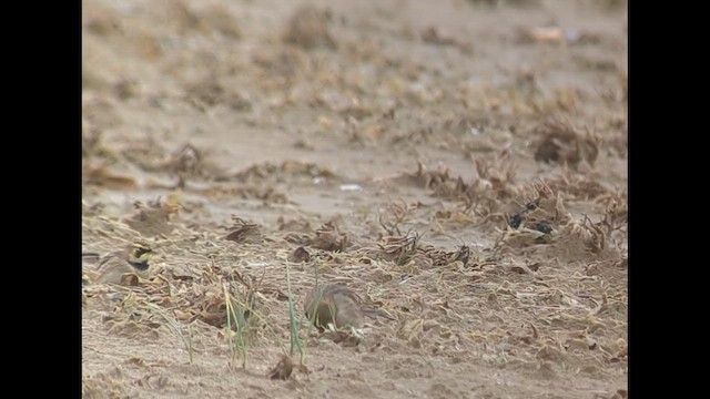 skřivan ouškatý - ML650061524