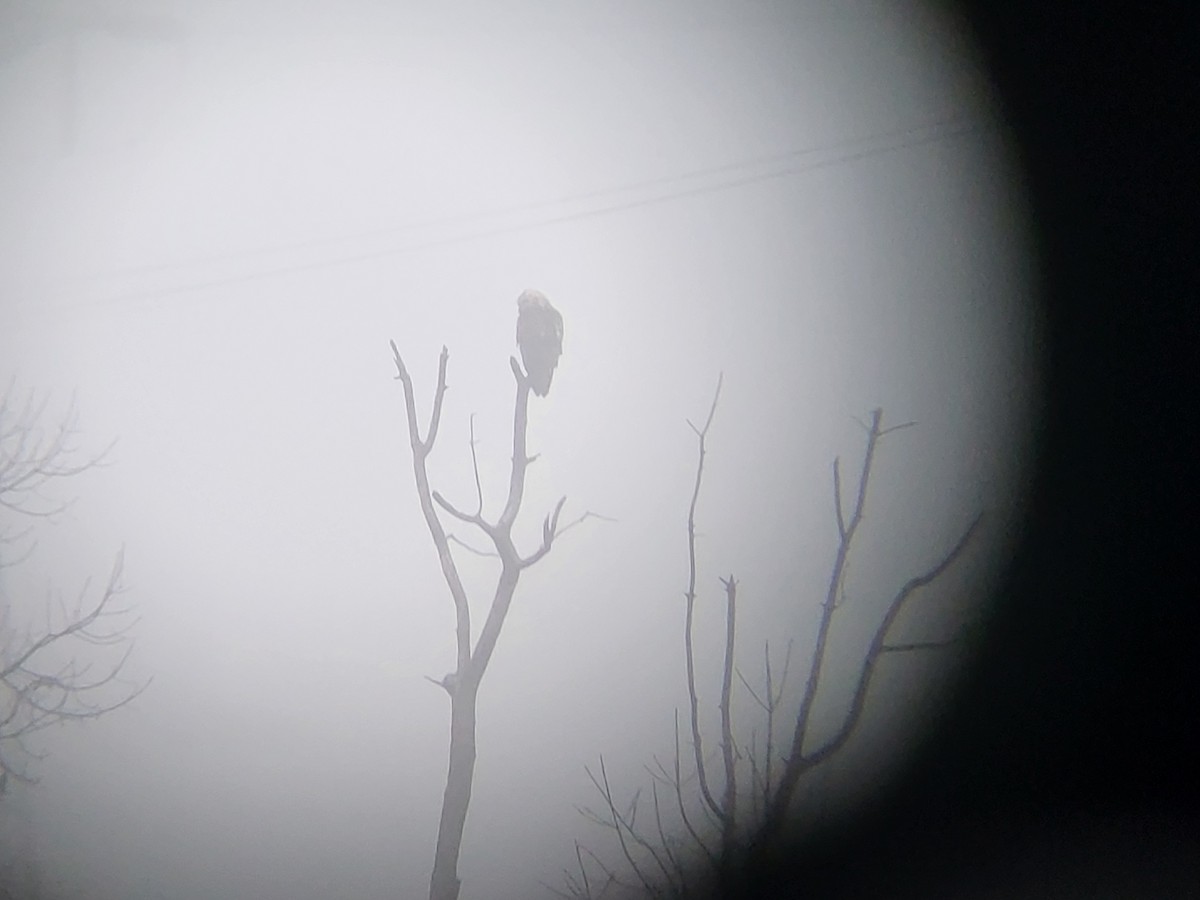 tanımsız Buteo sp. - ML650061734