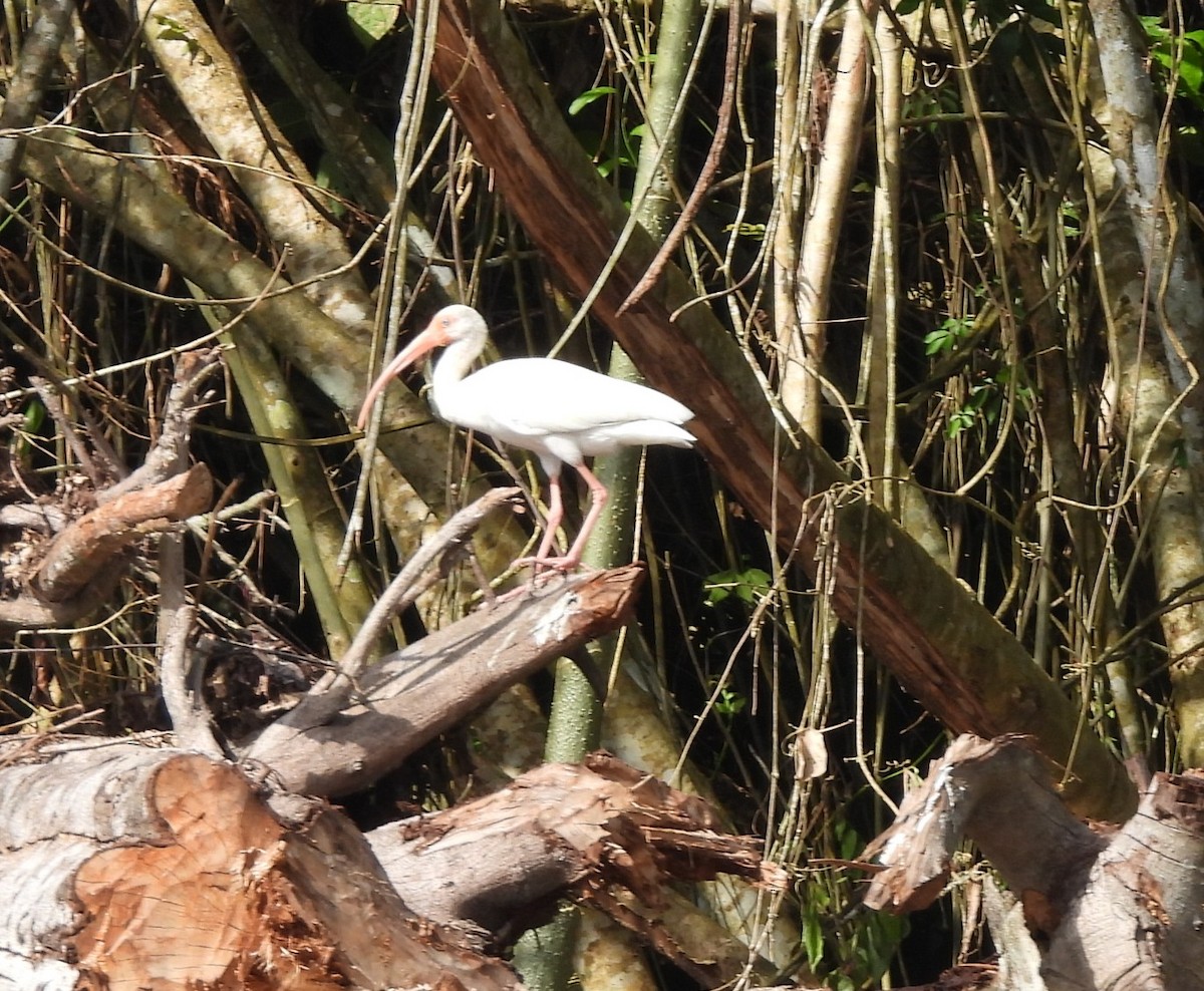 eBird Checklist - 20 Jan 2026 - Río Chucunaque - 8 species