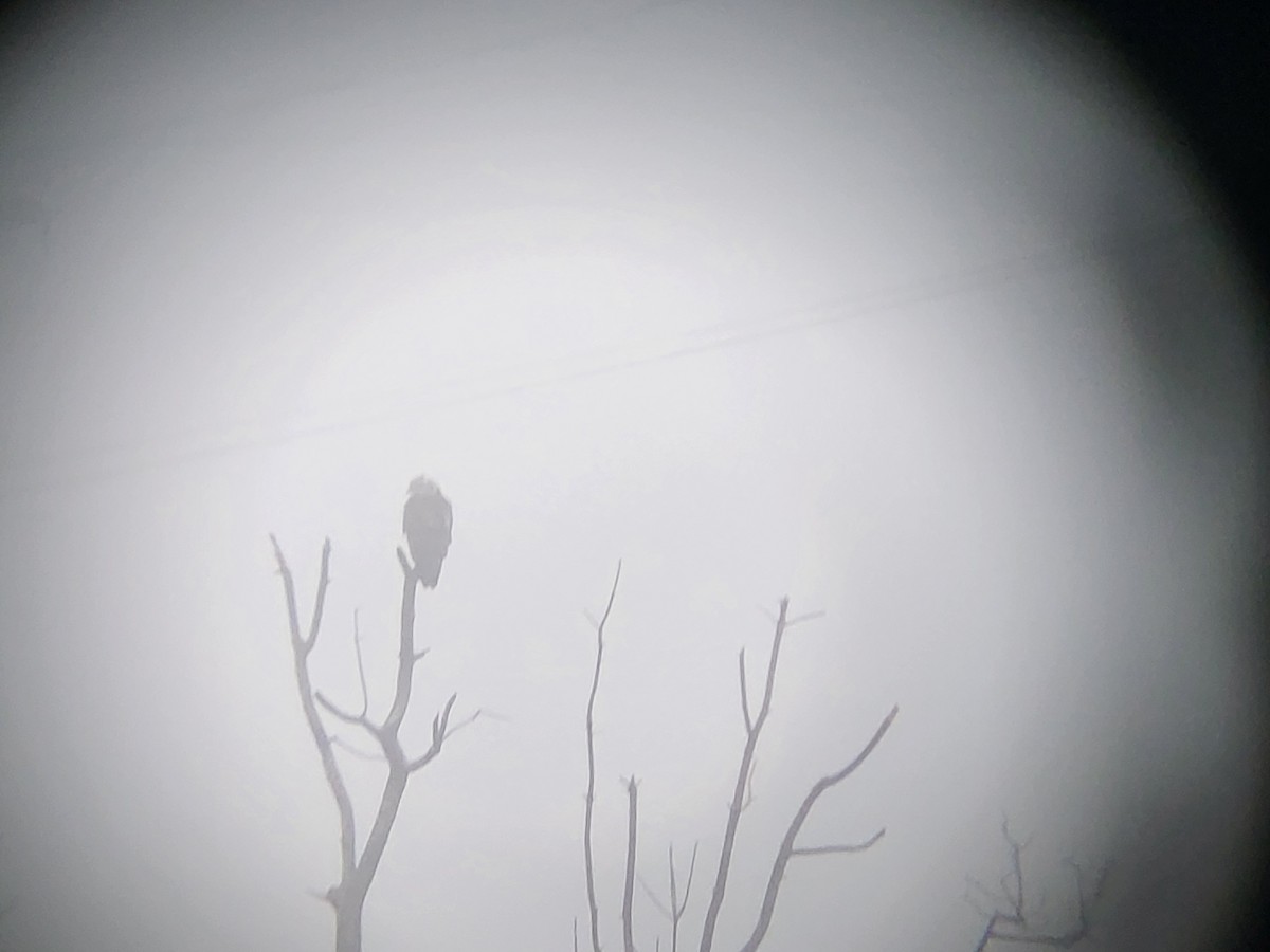 tanımsız Buteo sp. - ML650061752