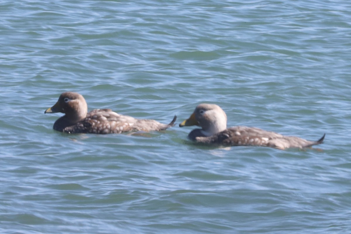 Brassemer à tête blanche - ML650061977