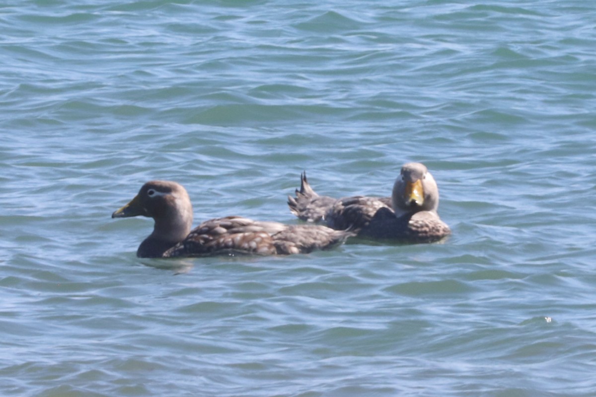 Brassemer à tête blanche - ML650061978