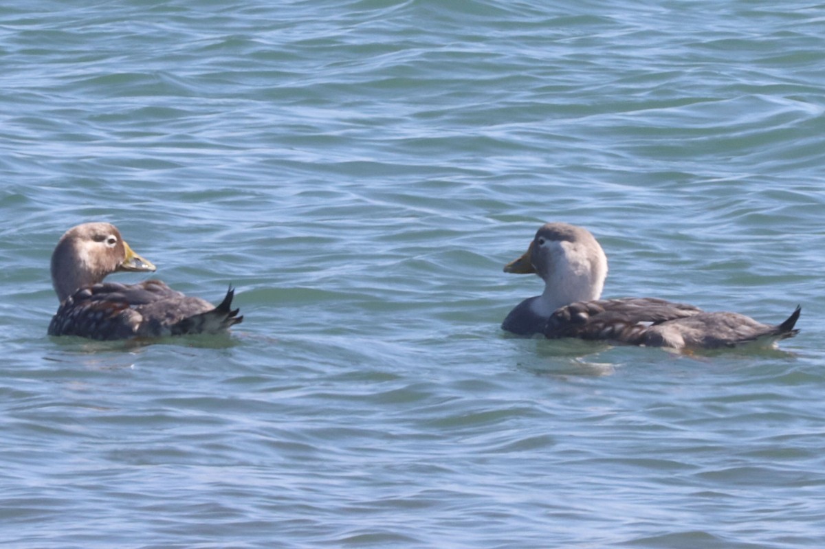Brassemer à tête blanche - ML650061979