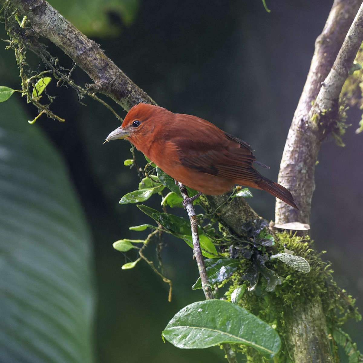 Summer Tanager - ML650062498
