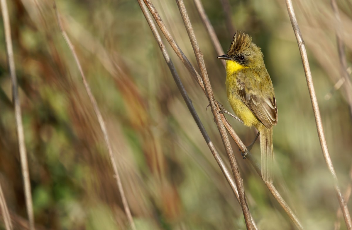 Crested Doradito - ML650063274