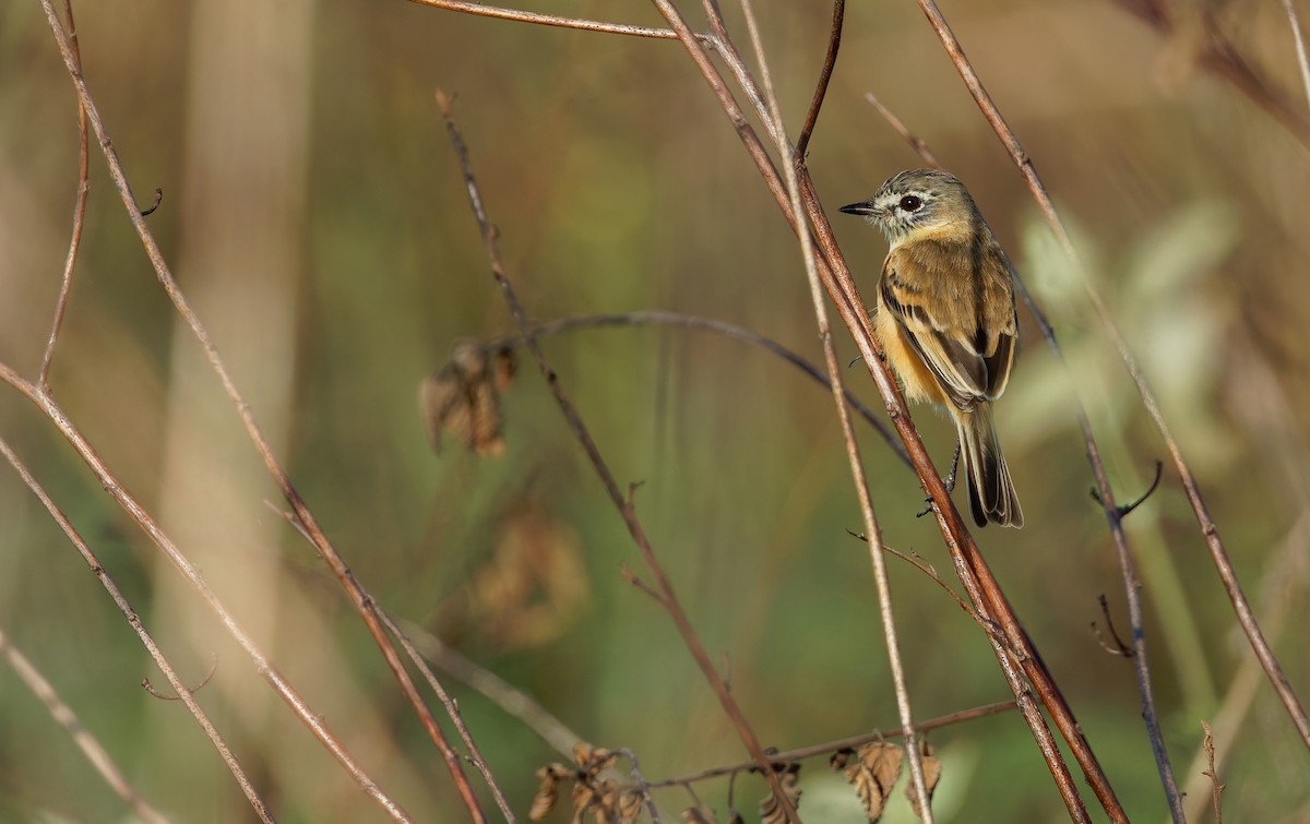Bearded Tachuri - ML650063277