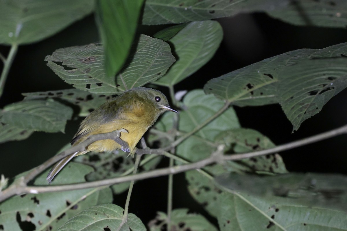 Schwarzschnabel-Pipratyrann - ML650063411