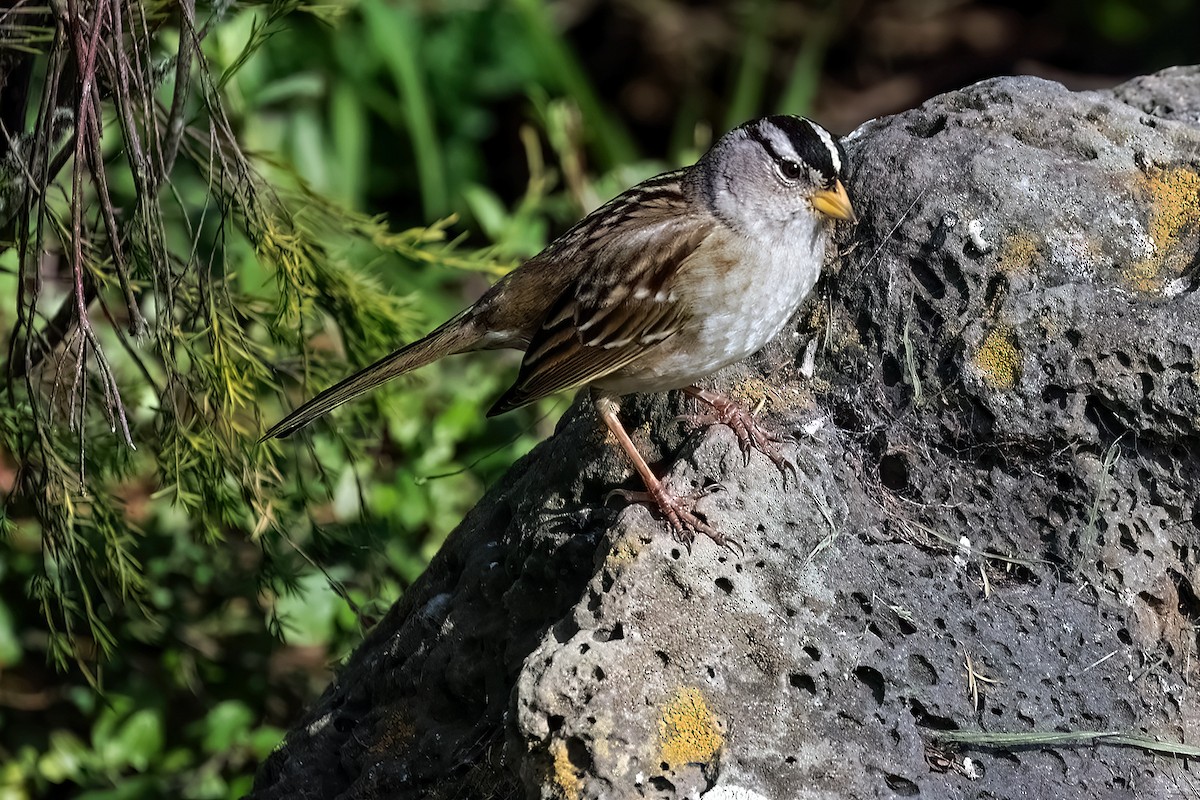 White-crowned Sparrow - ML650063907